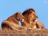 Lions